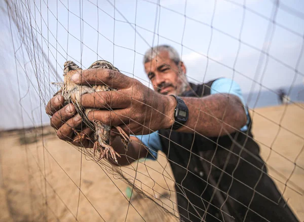 Int Palestinesi Catturano Uccelli Migratori Sulla Spiaggia Khan Yunis Gaza — Foto Stock