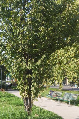 Milan (İtalya), 10 / 17 / 2025 - Piazza Lorenzo Lotto / Milan - Piazza Lorenzo, Milano 'nun Lotto mahallesinde yer alıyor. (Edson De Souza / Yeniler 2)        