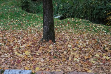 Milan (İtalya). 10 / 29 / 2025 - Parco Lambro, Milano 'nun en büyük parklarından biri. (Edson de souza / the newws2)