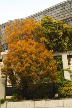 Milan (İtalya), 11 / 20 / 2025 - Bu Perşembe günü Milan 'da hava daha soğuktu ve sıcaklık 8C civarındaydı. Yapraklar ağaçlardan düşüyordu ve günün ilerleyen saatlerinde hava kararmaya başlıyordu. (Edson De Souza / Yeni2)