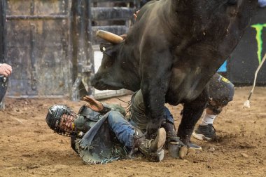 2026 profesyonel boğa binicileri canavarı bahçeye salarlar. 11 Ocak 2026, New York, New York, ABD: Good Riddance Profesyonel Boğa Binicileri 2026 Şampiyonası 'nda Keyshawn Whitehorse' u çiğnedi.