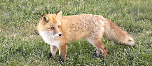美しい赤い狐が草の上に立っていて — ストック写真