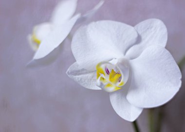 Beyaz Orkide çiçek yakın çekim