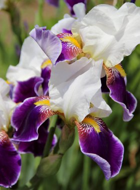 Güzel süsen çiçekleri kapanıyor