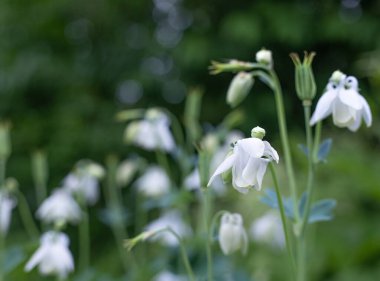 yeşil arka planda bahar çiçekleri