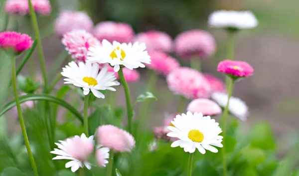 Schöne Weiße Und Rosa Frühlingsblumen — Stockfoto