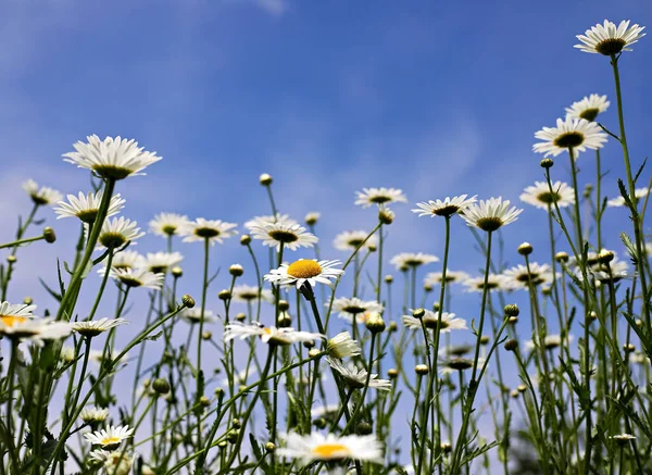 Viele Weiße Gänseblümchen Gegen Den Blauen Himmel — Stockfoto