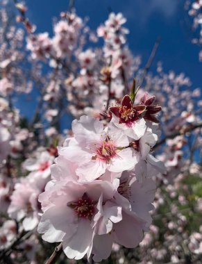 Badem ağacının çiçeklerinin ayrıntıları