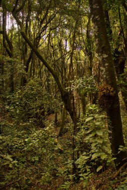 Agua Garca Ormanı, Tenerife. Kanarya Adaları. Centennial Guardian (Centennial Guardianes Centenarios) adlı birkaç antik ağacın bulunduğu küçük defne ormanıdır.