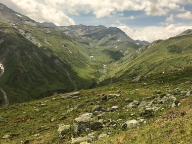 Alp manzarası. İsviçre. Bazı inekler sahnede otluyor.