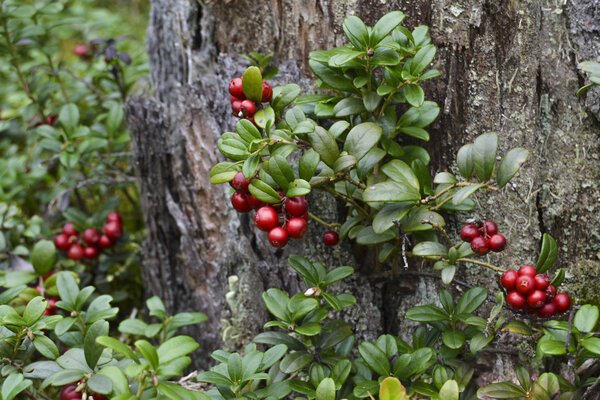 lingonberries in the woods