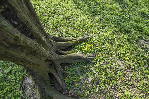 Raízes de árvores — Fotografia de Stock