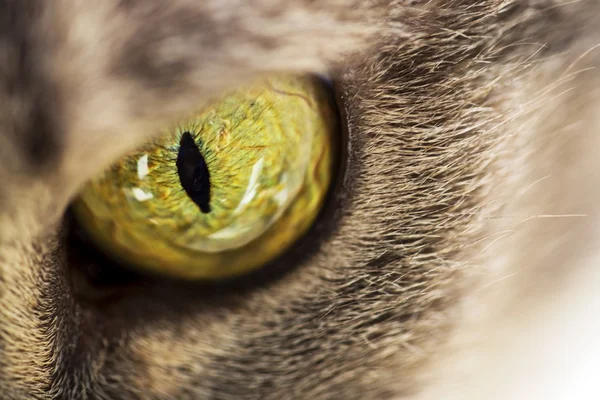 Cat eye — Stock Photo, Image