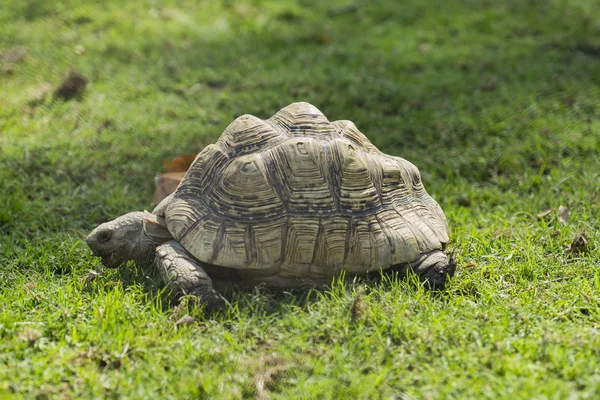 Old turtle — Stock Photo, Image