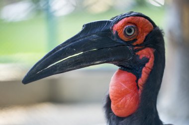 Güney kara Kartallar kuş
