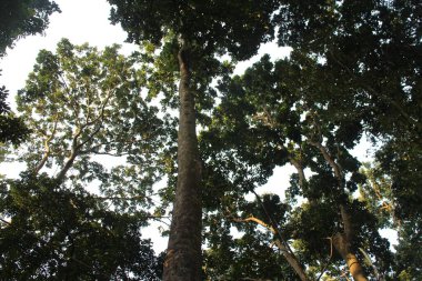 Mini tropikal ormandaki ağaçlar