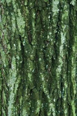 Eski ağaç kabuğu arka planının fotoğrafı