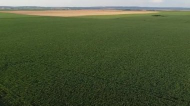 Tarlaların insansız hava aracı görüntüleri, ön planda yeşil mısır ekinleri ve arka tarafta sarı buğday..