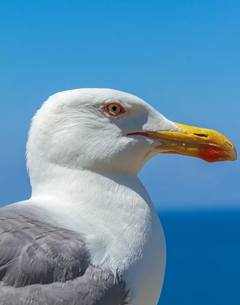 Seagull op zoek van de zee en de lucht — Stockfoto