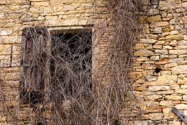 Eski pencere bitkilerle kaplı