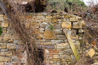 old wall with creepers