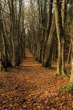 Sonbahar ormanlarında yol