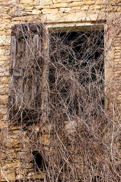 Vieja ventana con enredaderas — Foto de Stock