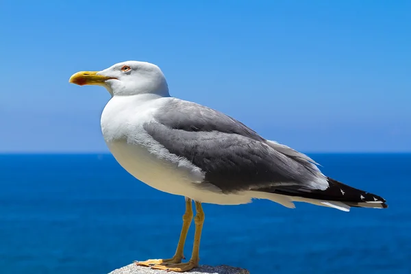 Seagull poserar i ön Elba — Stockfoto