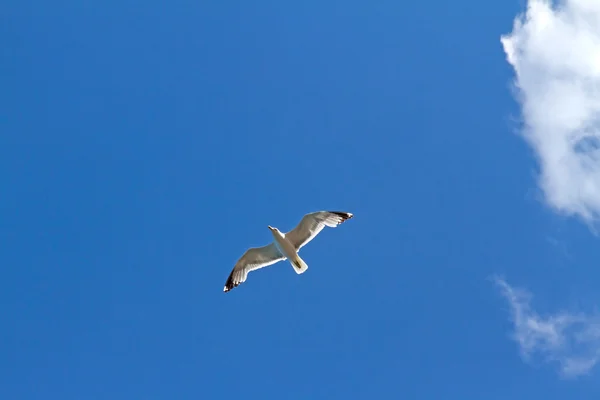 2 bulutlar arasında gökyüzünde uçan martı
