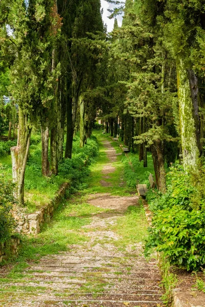 yeşil yapraklı avenue