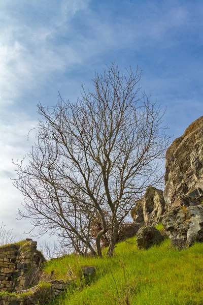 Tree - rocks and sky blue — Stock Photo, Image