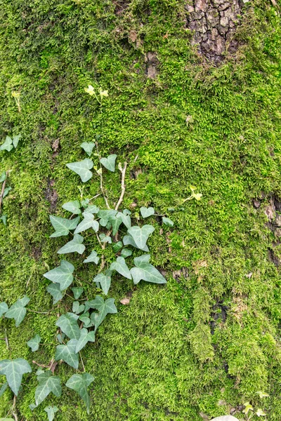 Yeşil arasında yalan