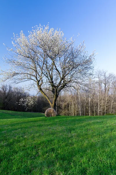 dallar üzerinde beyaz çiçekler