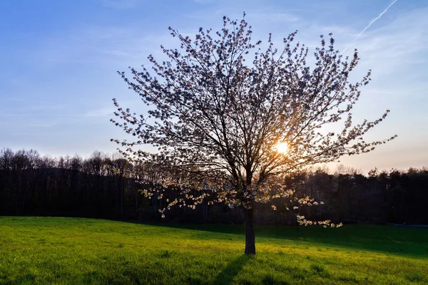 dalları arasında ışık