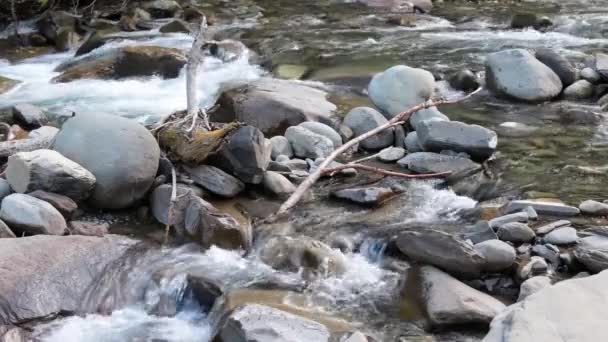 Branches in the water — Stock Video