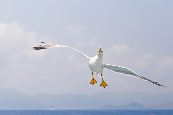 Voo acrobático de uma gaivota — Fotografia de Stock