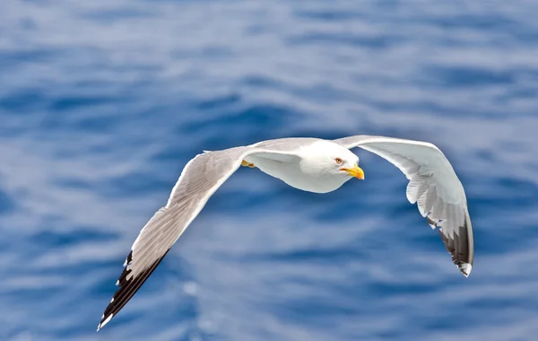 In den Wellen fliegen — Stockfoto