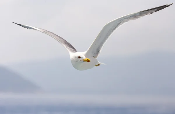 Möwe auf der Suche nach Fisch — Stockfoto