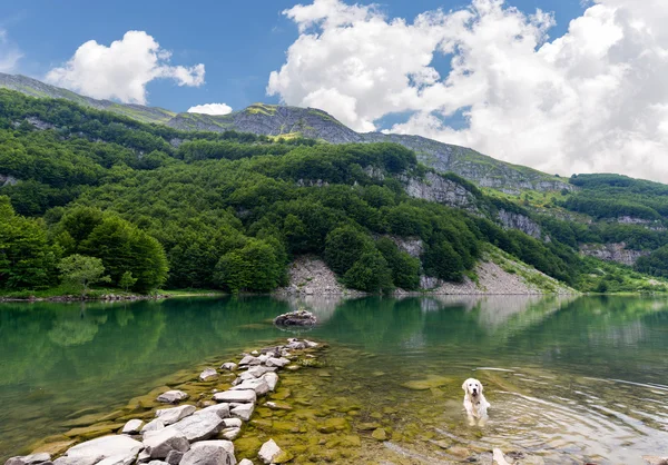 Bílý pes v jezeře Stock Fotografie