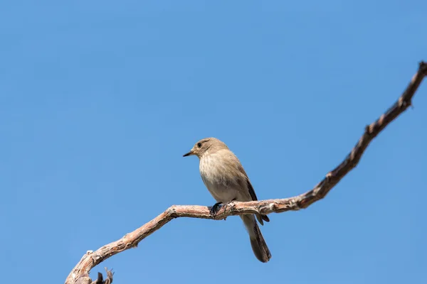 Vogel im blauen Himmel — Stockfoto