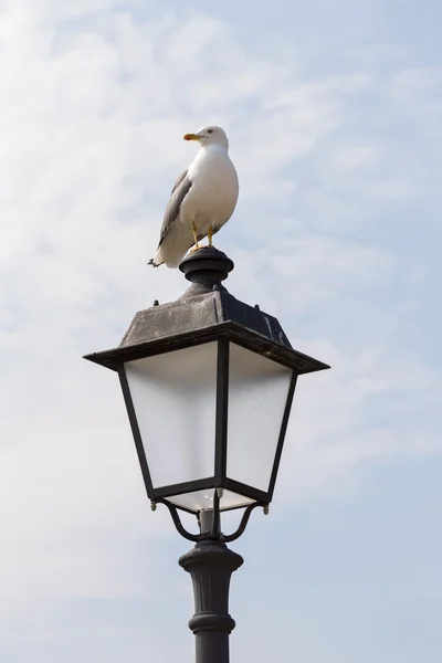 Seagull posing on the lamppost — Stock Photo, Image