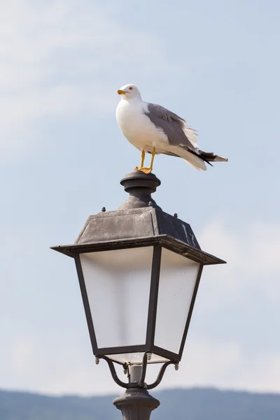 Seagull op lantaarnpaal — Stockfoto