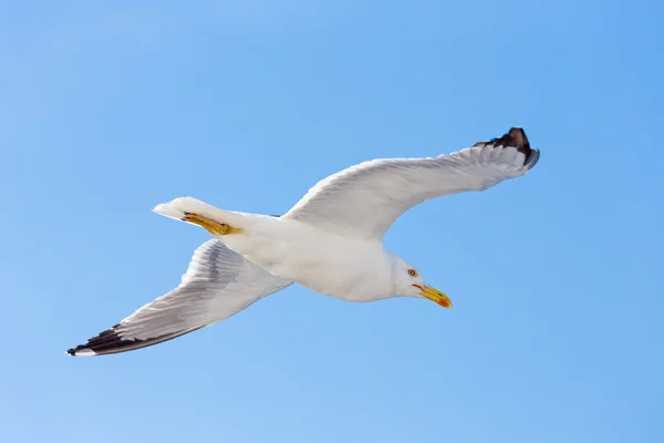 Voo leve de uma gaivota — Fotografia de Stock