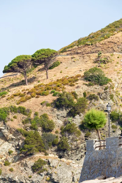 Bäume auf der Klippe — Stockfoto