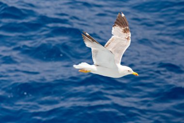 dalgalar üzerinde uçan