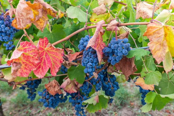 Frühherbstliche Farben — Stockfoto