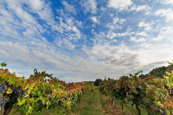 Uva inizio autunno — Foto Stock