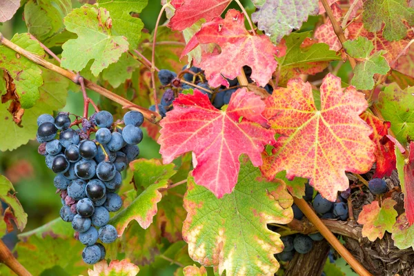 Herbstfarben in den Weinbergen — Stockfoto