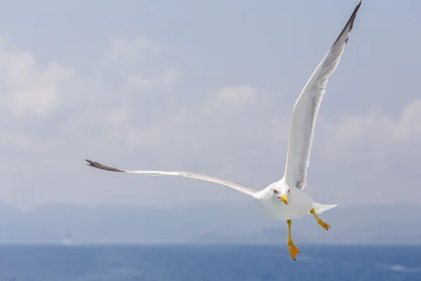 Akrobat am Himmel — Stockfoto