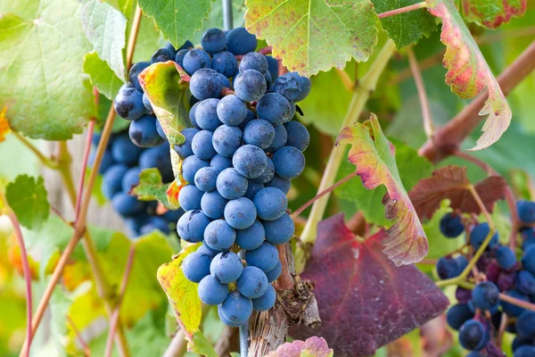 Big red grapes — Stock Photo, Image